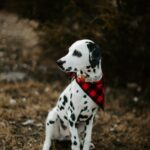 cute dalmatian dog on brown grass field