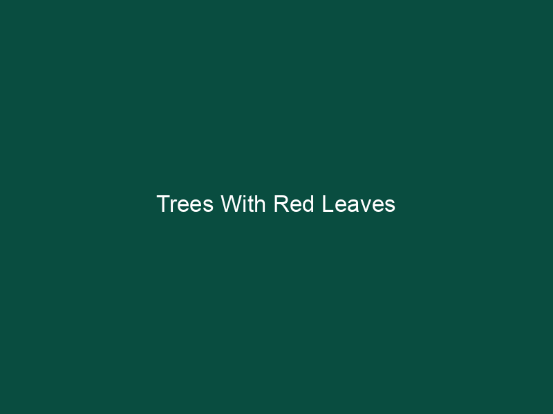 Trees With Red Leaves