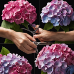 An image showcasing a pair of hands delicately holding vibrant hydrangea blooms