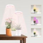 Best Low Light Plants for Your Home or Office [2024]