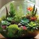 15 Best Plants for Terrariums Create Your Own Miniature Garden Wonderland IM