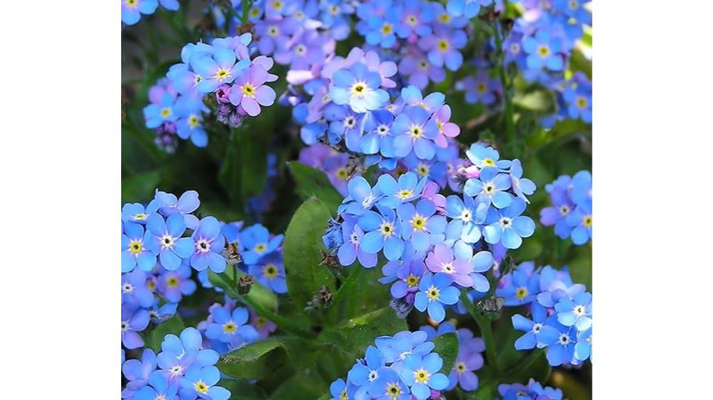 5 000 forget me not seeds