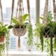 apartment friendly plants for vibrant living