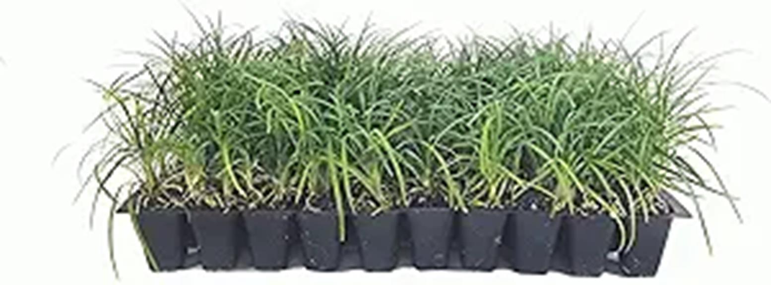 bulk order of mondo grass
