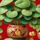 chinese good luck plant