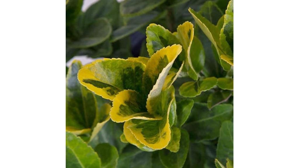 compact evergreen shrub golden euonymus