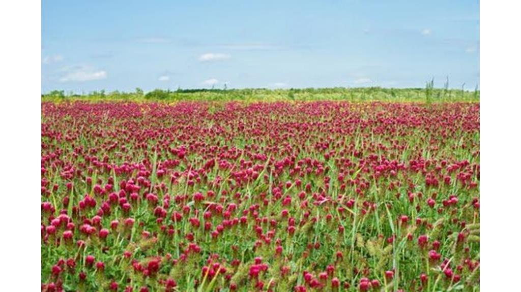 crimson clover seed for wildlife and erosion control