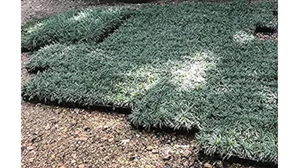 dwarf mondo grass ground cover