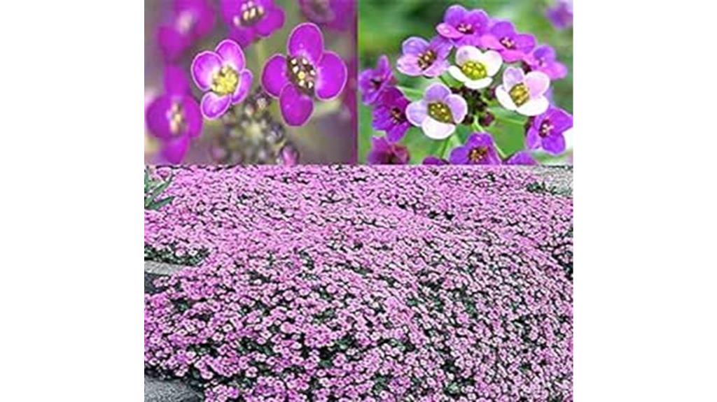 fragrant ground cover seeds