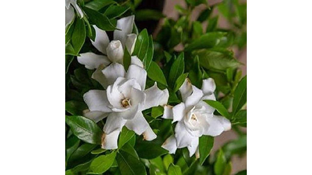 fragrant low maintenance gardenia shrub