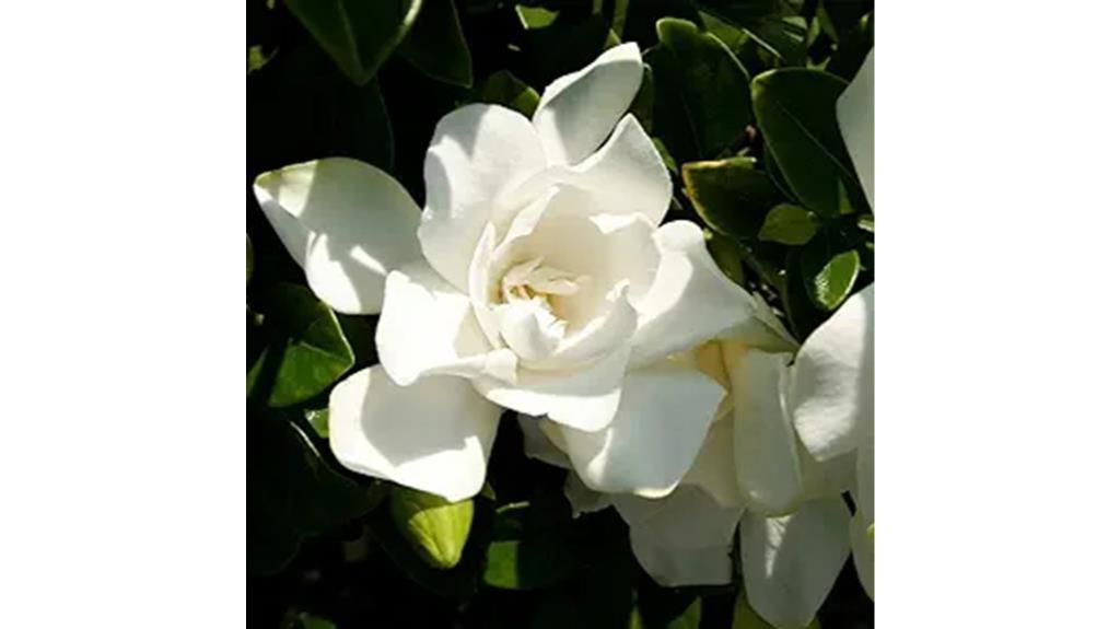 fragrant white blooms shrub