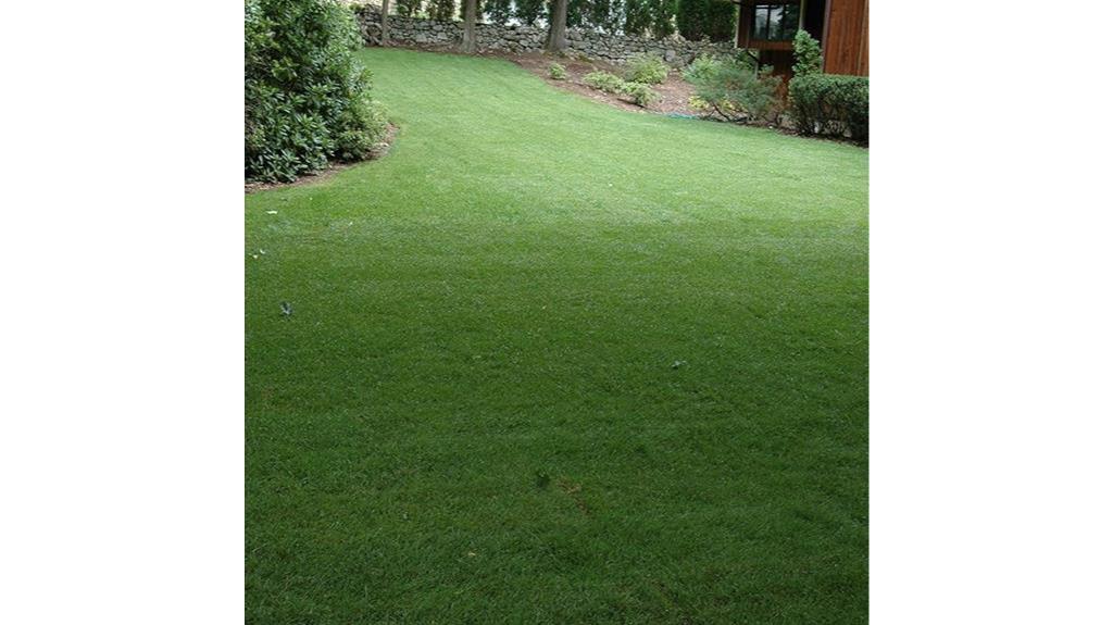 hybrid bluegrass lawn grass