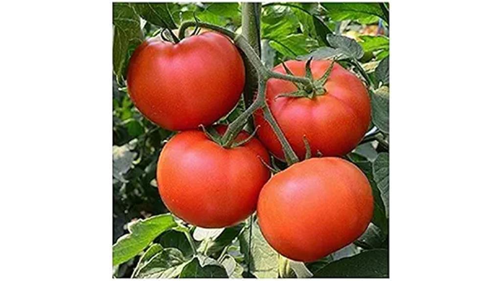 red pear shaped tomato seeds