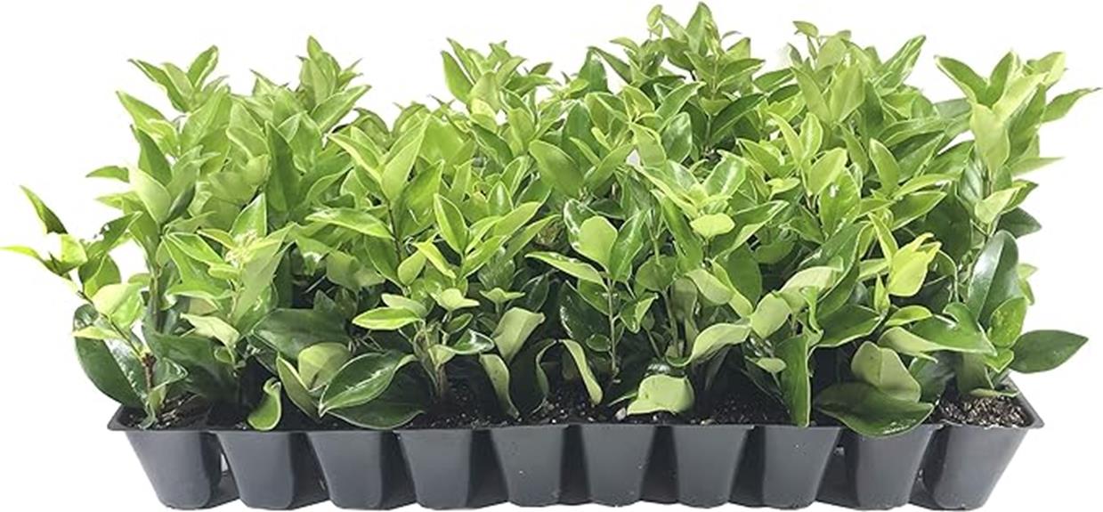 40 live waxleaf privet plants