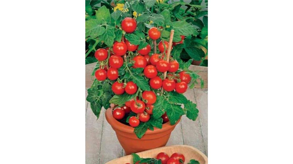 indoor red dwarf tomatoes