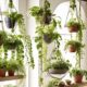 indoor vine plants for home