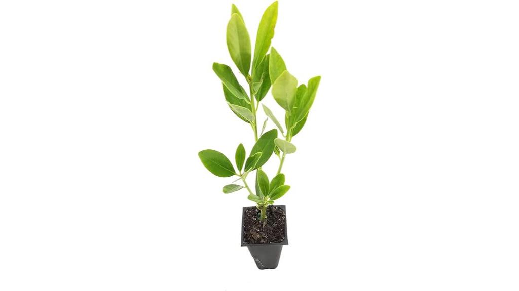 live anise forest green