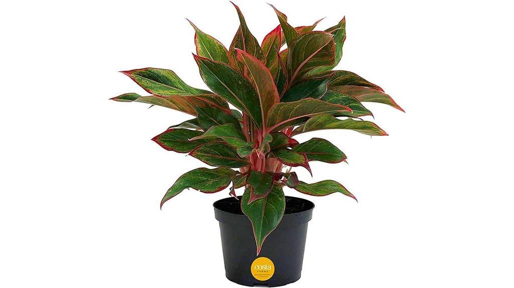 live chinese evergreen plant