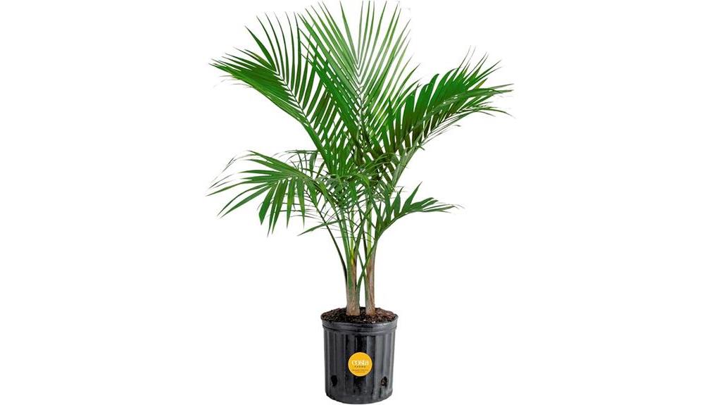 live majesty palm plant