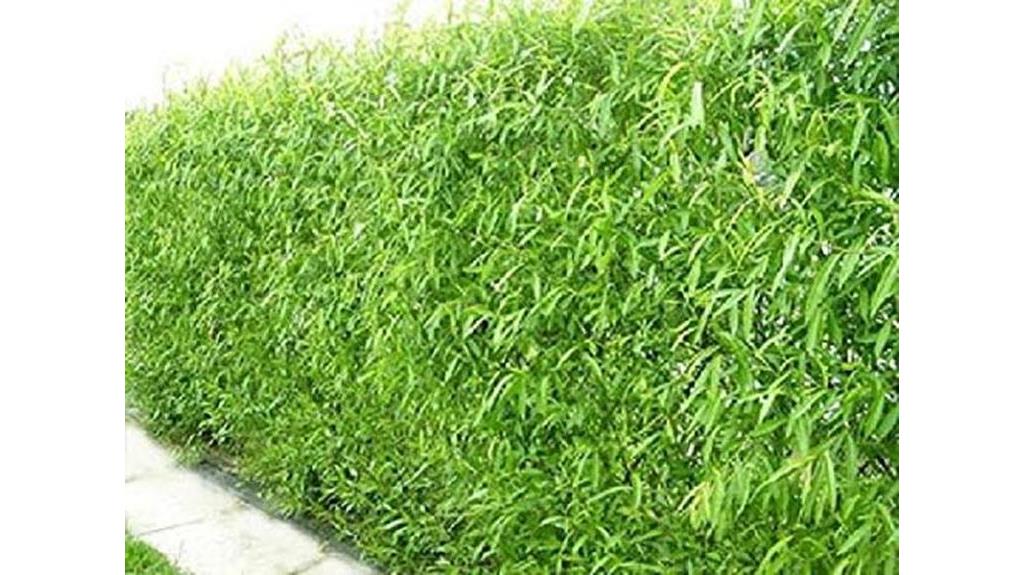 rapid growth hybrid willow