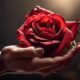 symbolism of giving roses