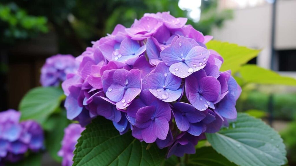 thorstenmeyer Hydrangea 0e16335e 6d09 42b0 bab6 1f85b6776525