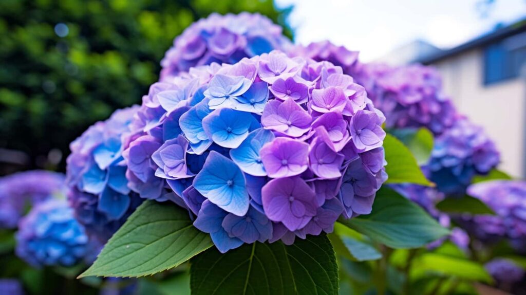 thorstenmeyer Hydrangea 7af51fc7 c1e9 496a ba92 d73038bda8f2