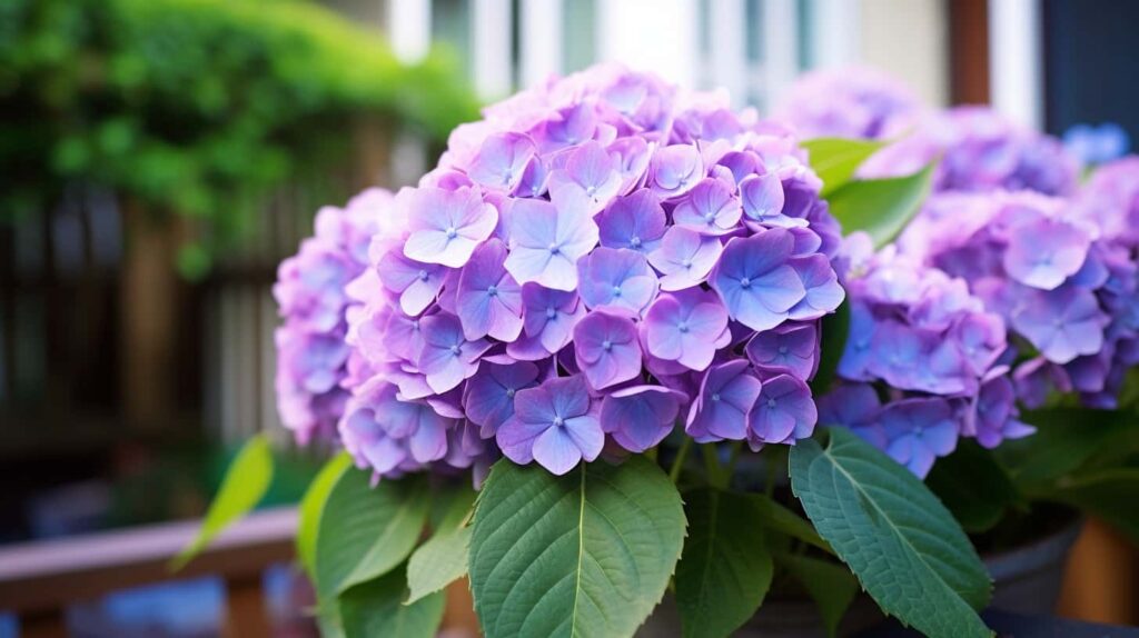 thorstenmeyer Hydrangea c4c4a633 d9a6 4cd7 bfa2 a5a882c91c30