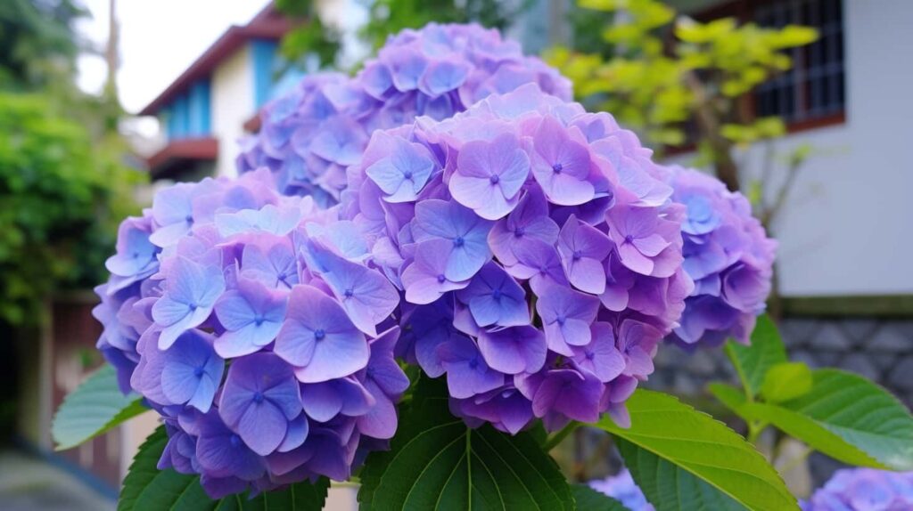 thorstenmeyer Hydrangea f163bebe 58d5 41d8 8d9d fabb137d3dc1