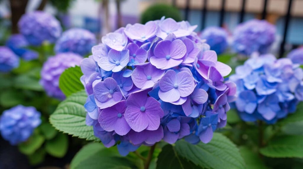 thorstenmeyer Hydrangea ff958f99 7319 4146 aea1 0f7300d47e9f