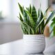 thorstenmeyer Snake Plant 351d7ea6 64f8 4c67 89c3 cf490335a59f