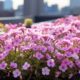 thorstenmeyer creeping phlox on a roof top in New York 450f1294 abe3 45a2 8e80 0d21ae4a172e