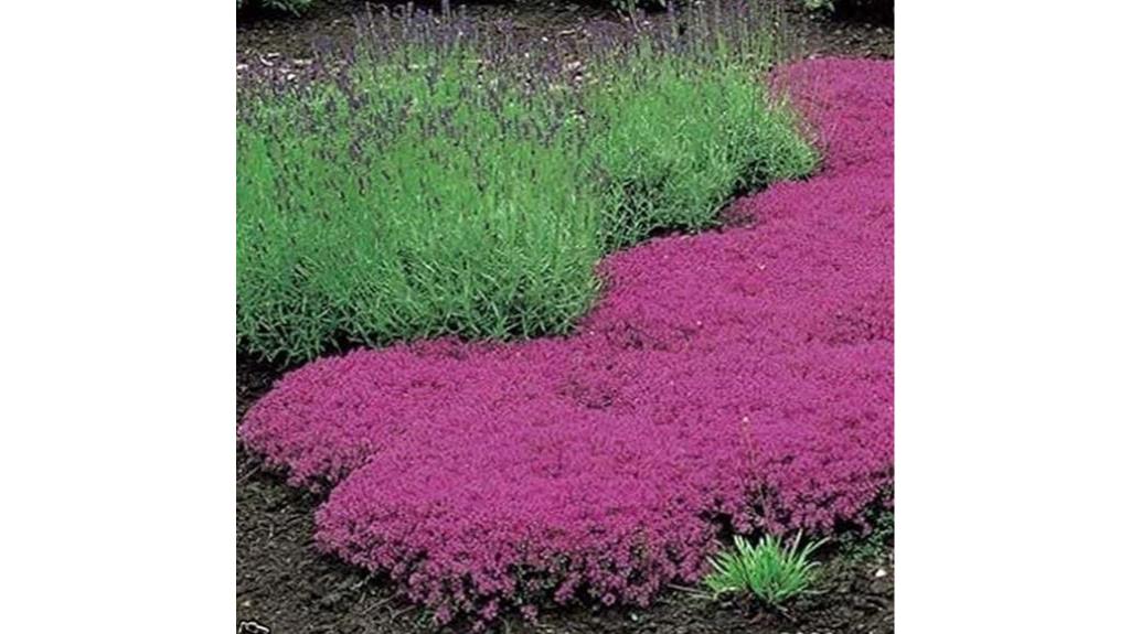 thyme seeds perennial ground cover