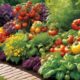 tomato variety recommendations and recipes