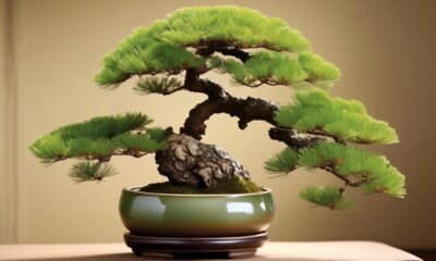 top bonsai trees for gardens