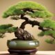 top bonsai trees for gardens