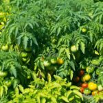 top yielding determinate tomato varieties