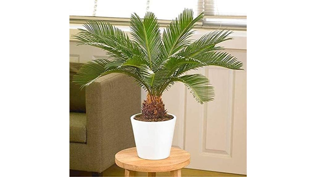 votaniki palm plant purifier