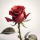 meaning of red roses 1