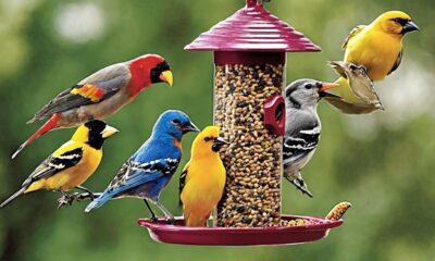 bird seeds for wild birds