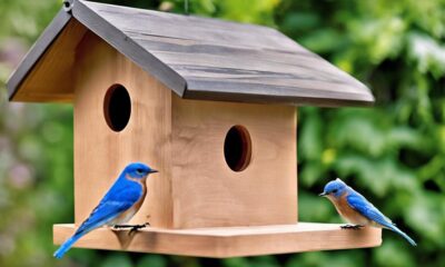 bluebird house plan selection