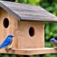 bluebird house plan selection