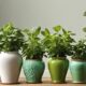 choosing the perfect mint pots