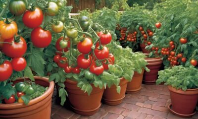 container tomatoes for home