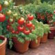 container tomatoes for home