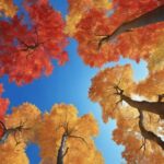 maple trees fall colors