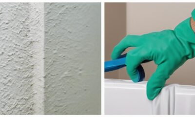 mold removal expert advice