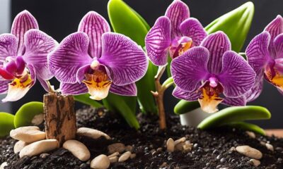 optimal soil for orchids