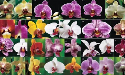 orchid fertilizer guide 2021