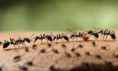 sugar ant elimination methods